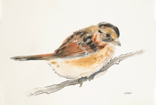 "Brown Bird", watercolor, graphite, pen & ink on 18x12" paper. $65, non-expedited domestic shipping included